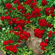 Miniros 'Red the Fairy'