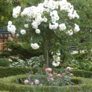 Stamros 'Snow Queen'