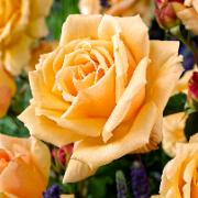 Storblomstrande ros 'Jubilee'