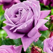 Storblomstrande Ros 'Waltz Time'