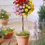 Stamros 'Rosa Tricolor'