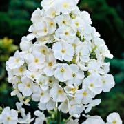 Höstflox 'White Admiral'