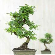 Bonsai Liguster - 20-25 cm