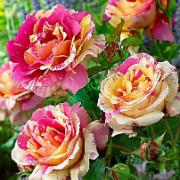 Storblomstrande Ros 'Candy Stripe'