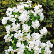 Kameliaschersmin 'Virginal'