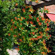 Vildkaprifol 'Goldflame'