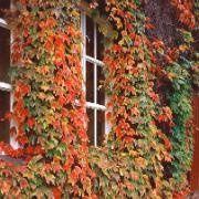 Rådhusvin 'Veitch Boskoop'