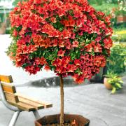 Japansk Azalea på stam