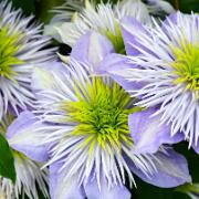 Klematis 'Crystal Fountain'