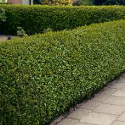 Liguster som förblir grön