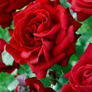 Storblomstrande Ros 'Dame De Coeur'