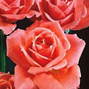 Storblomstrande Ros 'Betty Uprichard'