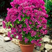 Bougainvillea
