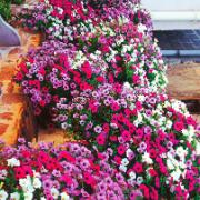 Storblommande hängpetunior 'Surprise' Mix