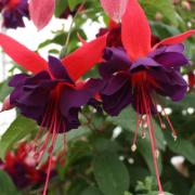 Stående fuchsia 'Voodoo'