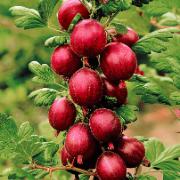 Krusbär på stam 'Hinnonmäki Röd'