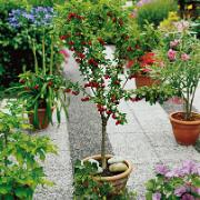 Sötkörsbär 'Compact Stella'