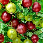 Krusbär 'Hinnonmäki Grön' + 'Hinnonmäki Röd'