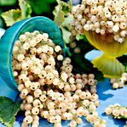 Vita Vinbär 'White Pearl'