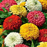 Zinnia Elegans 'Zesty' Mix