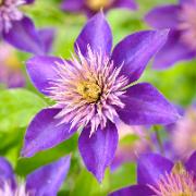 Klematis 'Multi Blue'