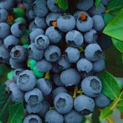 Amerikanskt blåbär 'Bluejay'