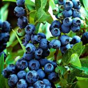 Amerikanskt Blåbär 'Jersey'