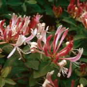 Vildkaprifol 'Serotina'