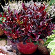 Vinterrosling 'Scarletta'