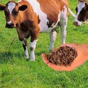 Kogödsel-Plus i form av pellets