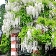 Wisteria 'Alba'