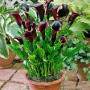 Kalla 'Schwarzwalder'