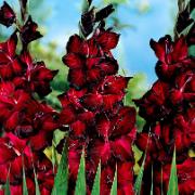 Storblommiga Gladioler 'Black Jack'