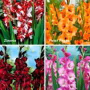 40 storblommiga gladioler i 4 sorter