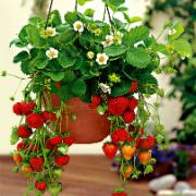 9 Jordgubbar i 3 hängkrukor