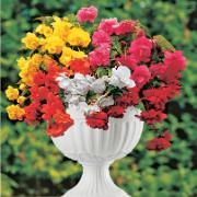 8 Hängbegonior inklusive romantisk kruka