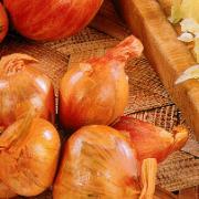 Gul Schalottenlök 'Golden Gourmet'®