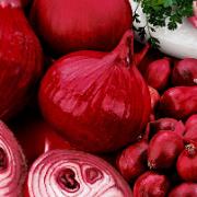 Sättlök 'Brunswijker Red Comred'