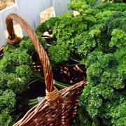 Fröband med krusbladig persilja 'Moskrul'