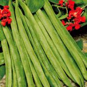 Rosenböna 'Lady Di'