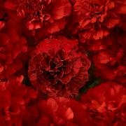 Tagetes 'Solar Red F:1 hybrid'