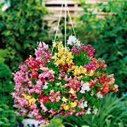 Hänglejongap F:1 hybrid Mix