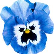 Jätteviol 'Joker Light Blue'