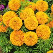 Tagetes 'Golden Age'