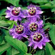 Passionsblomma 'van Crato'