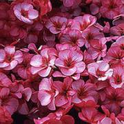 Storblommande Pelargonior 'Venus' (rosa)