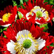 Vallmo 'Danish Flag'