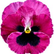 Jätteviol 'Swiss Giants Claret'