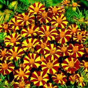Tagetes 'Jolly Jester'