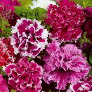 Petunia 'Fanfare' dubbel mix F:1 hybrid